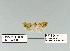  ( - HA-Pyr-015)  @11 [ ] Copyright (2023) Hayk Mirzayans Insect Museum HMIM