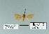  (Kerbela - HA-Pyr-023)  @11 [ ] Copyright (2023) Hayk Mirzayans Insect Museum HMIM