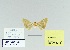  ( - HA-Pyr-006)  @11 [ ] Copyright (2023) Hayk Mirzayans Insect Museum HMIM