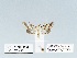  ( - HA-Pyr-034)  @11 [ ] Copyright (2023) Hayk Mirzayans Insect Museum HMIM