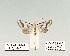  ( - HA-Pyr-042)  @11 [ ] Copyright (2023) Hayk Mirzayans Insect Museum HMIM