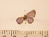  ( - Balint2023-16)  @11 [ ] Copyright (2023) Zsolt Balint Hungarian Natural History Museum