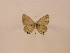  ( - Balint2023-27)  @11 [ ] Copyright (2023) Zsolt Balint Hungarian Natural History Museum