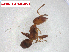  (Rhabditidae - CBG-A29179-G04.NTS2)  @11 [ ] CreativeCommons - Attribution Share Alike (2024) CBG Photography Group Centre for Biodiversity Genomics