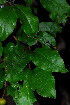  ( - OM3478)  @11 [ ] CreativeCommons - Attribution Non-Commercial Share-Alike (2011) Olivier Maurin University of Johannesburg