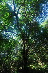 (Schrebera trichoclada - OM3483)  @11 [ ] CreativeCommons - Attribution Non-Commercial Share-Alike (2011) Olivier Maurin University of Johannesburg