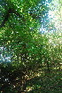  (Catunaregam swynnertonii - OM3484)  @11 [ ] CreativeCommons - Attribution Non-Commercial Share-Alike (2011) Olivier Maurin University of Johannesburg