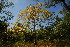  (Sterculia quinqueloba - OM3488)  @11 [ ] CreativeCommons - Attribution Non-Commercial Share-Alike (2011) Olivier Maurin University of Johannesburg