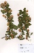  ( - OM3489)  @11 [ ] No Rights Reserved  Unspecified Unspecified