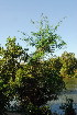  (Faidherbia - OM3495)  @11 [ ] CreativeCommons - Attribution Non-Commercial Share-Alike (2011) Olivier Maurin University of Johannesburg