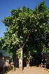  (Kigelia africana - OM3497)  @11 [ ] CreativeCommons - Attribution Non-Commercial Share-Alike (2011) Olivier Maurin University of Johannesburg