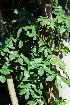  ( - OM3497)  @11 [ ] CreativeCommons - Attribution Non-Commercial Share-Alike (2011) Olivier Maurin University of Johannesburg