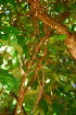  ( - OM3500)  @11 [ ] CreativeCommons - Attribution Non-Commercial Share-Alike (2011) Olivier Maurin University of Johannesburg