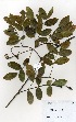  ( - OM3508)  @11 [ ] No Rights Reserved  Unspecified Unspecified