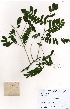  ( - OM3523)  @11 [ ] No Rights Reserved  Unspecified Unspecified