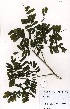  (Entada chrysostachys - OM3524)  @11 [ ] No Rights Reserved  Unspecified Unspecified