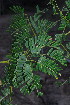  ( - OM3524)  @11 [ ] CreativeCommons - Attribution Non-Commercial Share-Alike (2011) Olivier Maurin University of Johannesburg