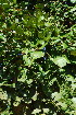  (Philenoptera violacea - OM3542)  @11 [ ] CreativeCommons - Attribution Non-Commercial Share-Alike (2011) Olivier Maurin University of Johannesburg