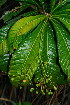  ( - OM3530)  @11 [ ] CreativeCommons - Attribution Non-Commercial Share-Alike (2011) Olivier Maurin University of Johannesburg