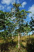  ( - OM3558)  @11 [ ] CreativeCommons - Attribution Non-Commercial Share-Alike (2011) Olivier Maurin University of Johannesburg