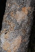  (Flacourtia indica - OM3562)  @11 [ ] CreativeCommons - Attribution Non-Commercial Share-Alike (2011) Olivier Maurin University of Johannesburg