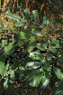  (Bobgunnia - OM3566)  @11 [ ] CreativeCommons - Attribution Non-Commercial Share-Alike (2011) Olivier Maurin University of Johannesburg