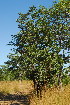  ( - OM3566)  @11 [ ] CreativeCommons - Attribution Non-Commercial Share-Alike (2011) Olivier Maurin University of Johannesburg