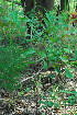  ( - OM3588)  @11 [ ] CreativeCommons - Attribution Non-Commercial Share-Alike (2011) Olivier Maurin University of Johannesburg
