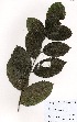  (Homalium abdessammadii - OM3592)  @11 [ ] Unspecified (default): All Rights Reserved  Unspecified Unspecified