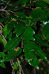 ( - OM3595)  @11 [ ] CreativeCommons - Attribution Non-Commercial Share-Alike (2011) Olivier Maurin University of Johannesburg