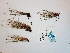  ( - BOT-CHARS-0510)  @11 [ ] CreativeCommons - Attribution (2019) Unspecified Centre for Biodiversity Genomics