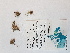 ( - BOT-CHARS-0516)  @11 [ ] CreativeCommons - Attribution (2019) Unspecified Centre for Biodiversity Genomics