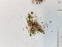  ( - BOT-CHARS-0516)  @11 [ ] CreativeCommons - Attribution (2019) Unspecified Centre for Biodiversity Genomics