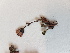  ( - BOT-CHARS-0525)  @11 [ ] CreativeCommons - Attribution (2019) Unspecified Centre for Biodiversity Genomics