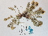  ( - BOT-CHARS-0527)  @11 [ ] CreativeCommons - Attribution (2019) Unspecified Centre for Biodiversity Genomics