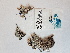 ( - BOT-CHARS-0528)  @11 [ ] CreativeCommons - Attribution (2019) Unspecified Centre for Biodiversity Genomics