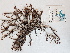  ( - BOT-CHARS-0531)  @11 [ ] CreativeCommons - Attribution (2019) Unspecified Centre for Biodiversity Genomics