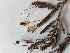  ( - BOT-CHARS-0531)  @11 [ ] CreativeCommons - Attribution (2019) Unspecified Centre for Biodiversity Genomics