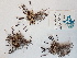  ( - BOT-CHARS-0551)  @11 [ ] CreativeCommons - Attribution (2019) Unspecified Centre for Biodiversity Genomics