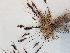  ( - BOT-CHARS-0551)  @11 [ ] CreativeCommons - Attribution (2019) Unspecified Centre for Biodiversity Genomics