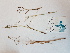  ( - BOT-CHARS-0553)  @11 [ ] CreativeCommons - Attribution (2019) Unspecified Centre for Biodiversity Genomics