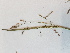  ( - BOT-CHARS-0553)  @11 [ ] CreativeCommons - Attribution (2019) Unspecified Centre for Biodiversity Genomics