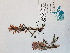  ( - BOT-CHARS-0559)  @11 [ ] CreativeCommons - Attribution (2019) Unspecified Centre for Biodiversity Genomics