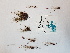  ( - BOT-CHARS-0565)  @11 [ ] CreativeCommons - Attribution (2019) Unspecified Centre for Biodiversity Genomics