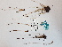  ( - BOT-CHARS-0566)  @11 [ ] CreativeCommons - Attribution (2019) Unspecified Centre for Biodiversity Genomics