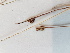  ( - BOT-CHARS-0566)  @11 [ ] CreativeCommons - Attribution (2019) Unspecified Centre for Biodiversity Genomics