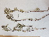  ( - BOT-CHARS-0584)  @11 [ ] CreativeCommons - Attribution (2019) Unspecified Centre for Biodiversity Genomics