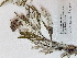 ( - BOT-CHARS-0584)  @11 [ ] CreativeCommons - Attribution (2019) Unspecified Centre for Biodiversity Genomics