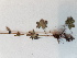  ( - BOT-CHARS-0589)  @11 [ ] CreativeCommons - Attribution (2019) Unspecified Centre for Biodiversity Genomics