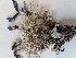  ( - BOT-CHARS-0594)  @11 [ ] CreativeCommons - Attribution (2019) Unspecified Centre for Biodiversity Genomics